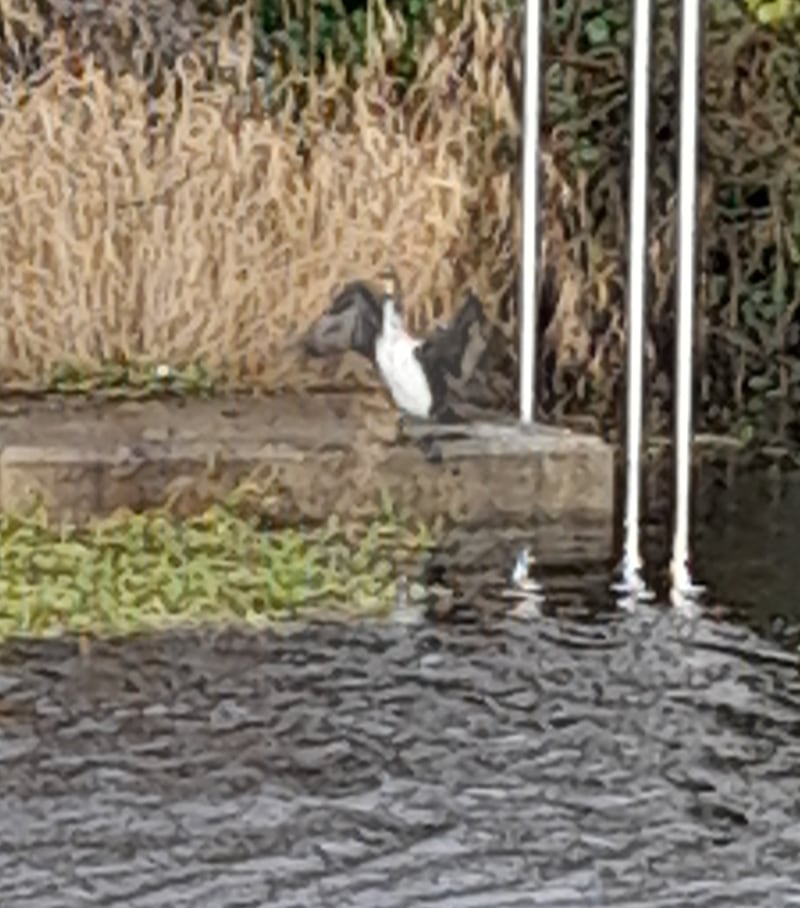 A juvenile of our regular cormorant species Phalacrocorax carbocormorant