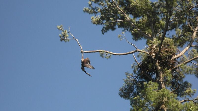 Jackie Gervais Galvin said the eagle had hung upside down from a tree near the cabin belonging to her and her husband, Jason Galvin, for more than two days. Photograph: Jackie Gervais Galvin/Facebook