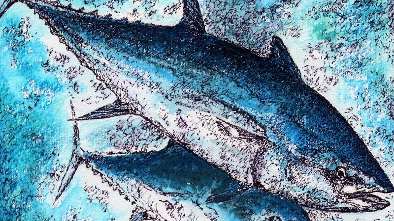 The spawning grounds of bluefin tuna are under threat as the USA’s National Marine Fisheries Service plans to open them up to pelagic longline fishing. Illustration: Michael Viney