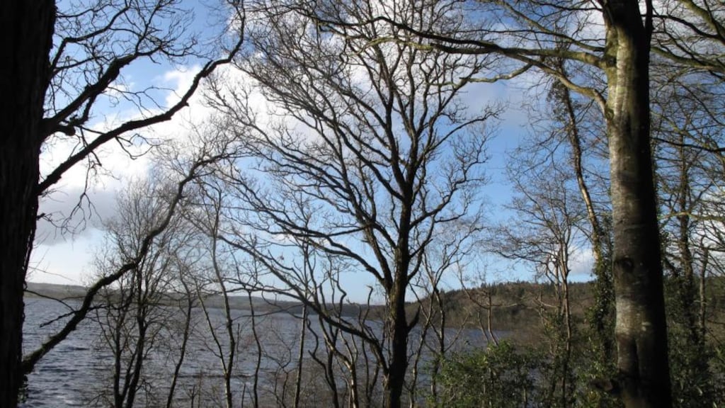 Derrycassin Wood: like many of these patches of woodlands, it is the site of an Anglo-Irish mansion