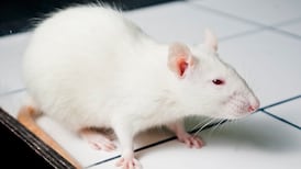 Does ‘it’ feel pain? How a pronoun can desensitize us in our attitude to animals