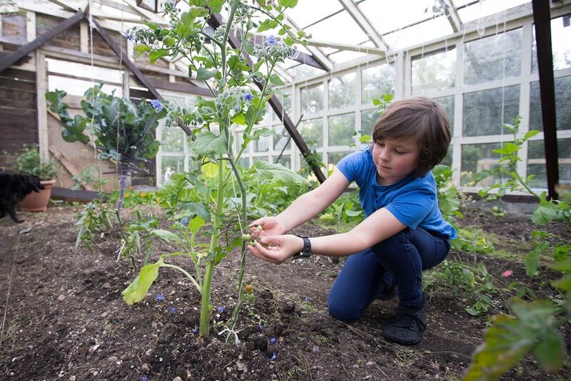 Floyd keeps an eye on the tomatoes