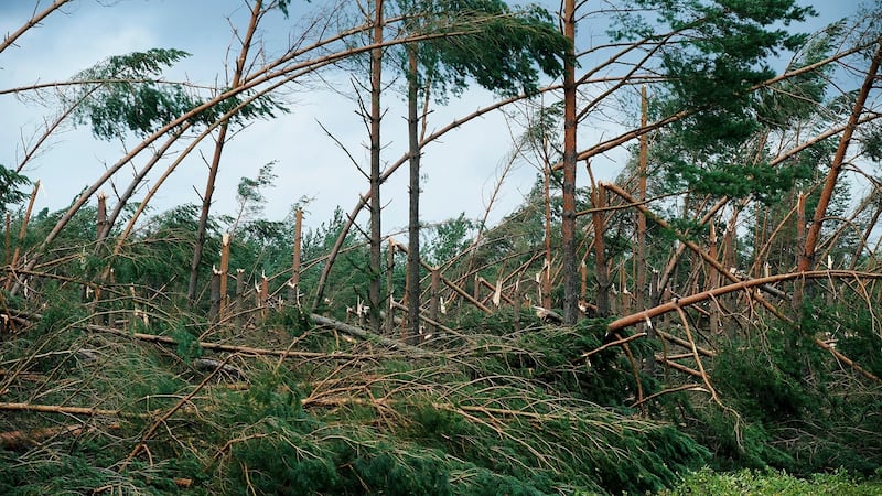 Fallen trees in a forest after a storm near Suszek village, northern Poland. Photograph: Dominik Kulasewicz/EPA