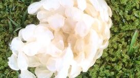 Are single morel mushrooms unusual or just hard to spot? Readers’ nature queries