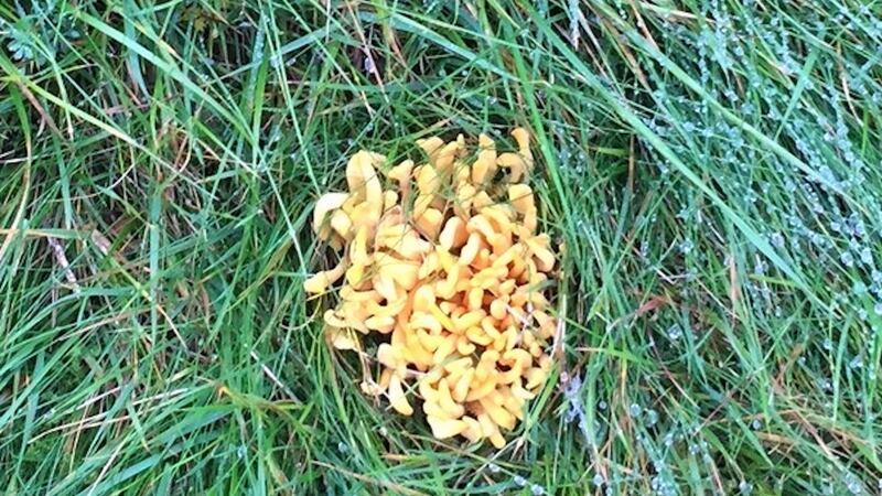 Eyes on nature: the Mucilago crustacea slime mould – also called dog’s vomit or scrambled egg – that Bob Brennan saw
