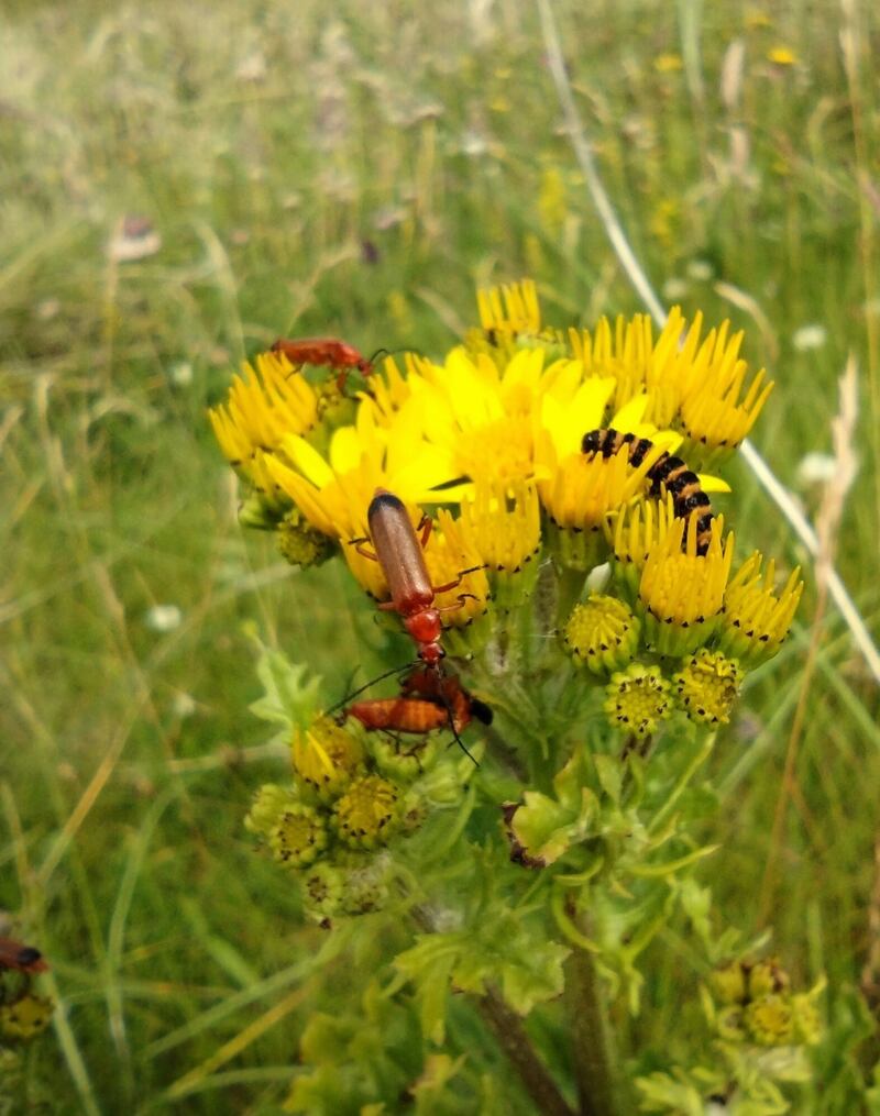 Cinnabar moth caterpillar and soldier beetles