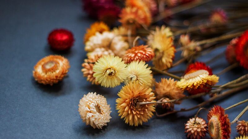 Dried helichrysum foraged from the garden can be used for decorating the Christmas table. Photograph: iStock