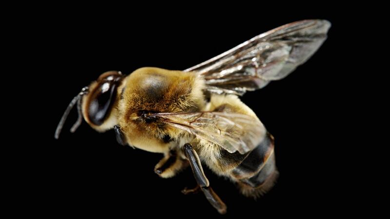 K is for King for a Day: male drone bee
