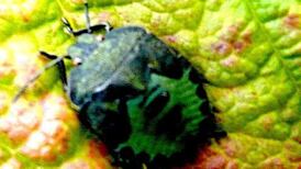 Your nature queries: The Batman bug and a window on death