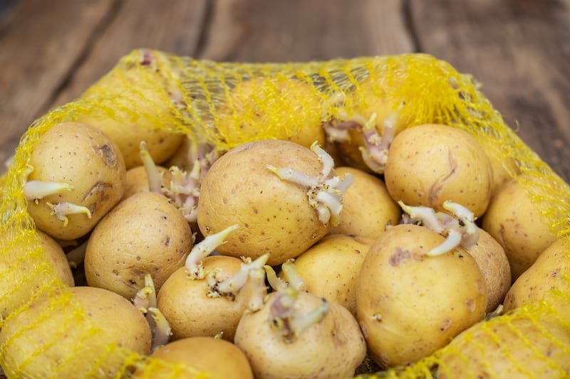 Make sure to choose your seed potatoes with due attention. Photograph: iStock