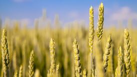 Africa already paying the price for Europe’s unexpected war