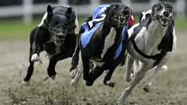 Greyhound board paid out €300,000 in error