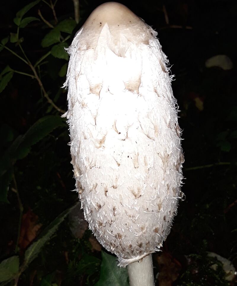 A shaggy inkcap or lawyer’s wig mushroom