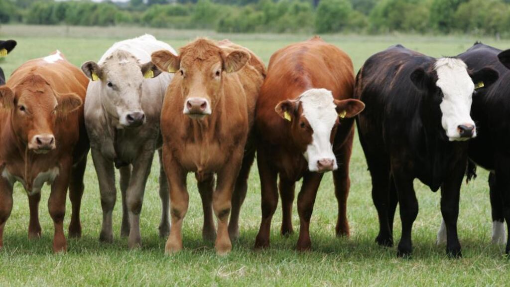 Young heifers on a farm in Co Kildare. Photograph: Frank Miller 23.6.05