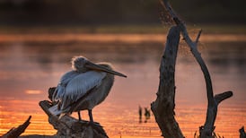Dublin woman ‘absolutely shocked’ to be a winner in Flickr annual photography contest