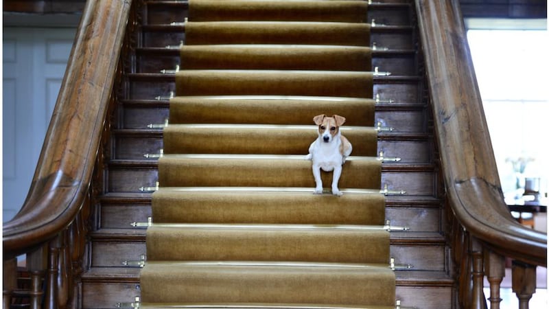 Sandy the Jack Russell stands guard. Photograph: Bryan O’Brien