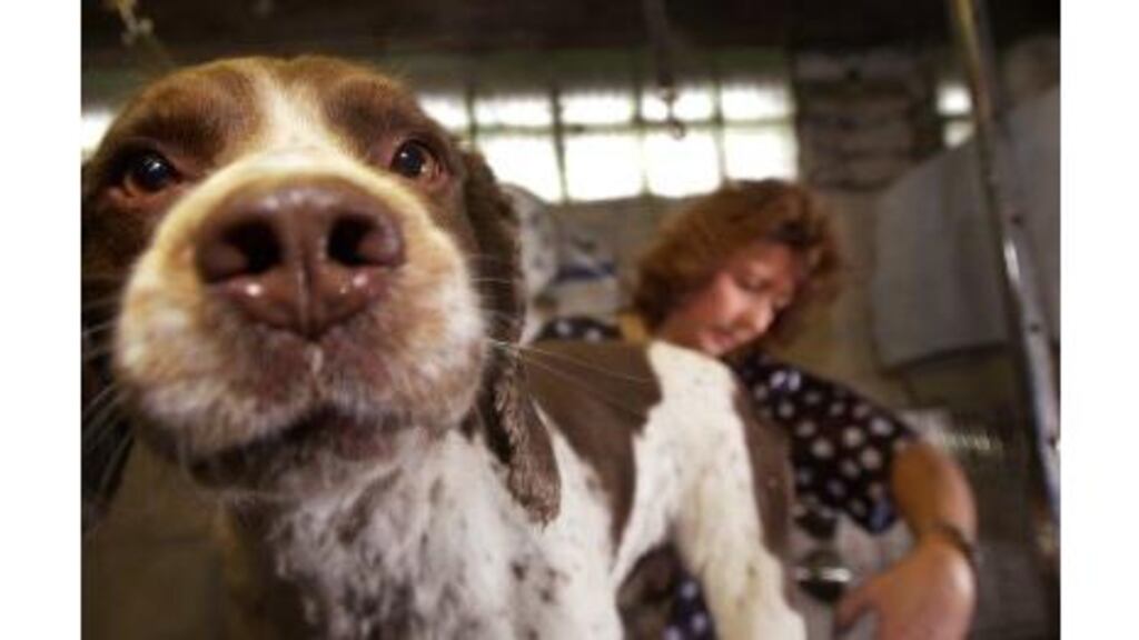 Groomed for success: Margaret Morris looks after a canine customer