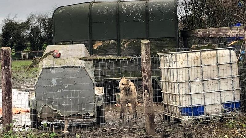 A dog pictured at the home of Michael Carthy in Callan, Co Kilkenny. Carthy and two of his sons were jailed for animal neglect.