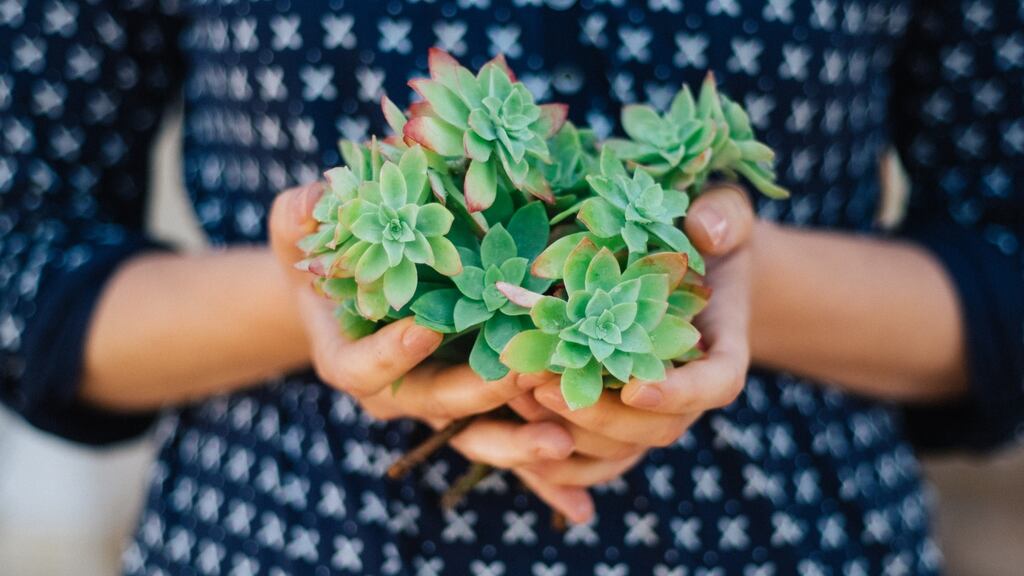 Younger buyers influenced by Instagram and social media platforms are seeking out the latest-trending plants to add to their collections. Photograph: iStock