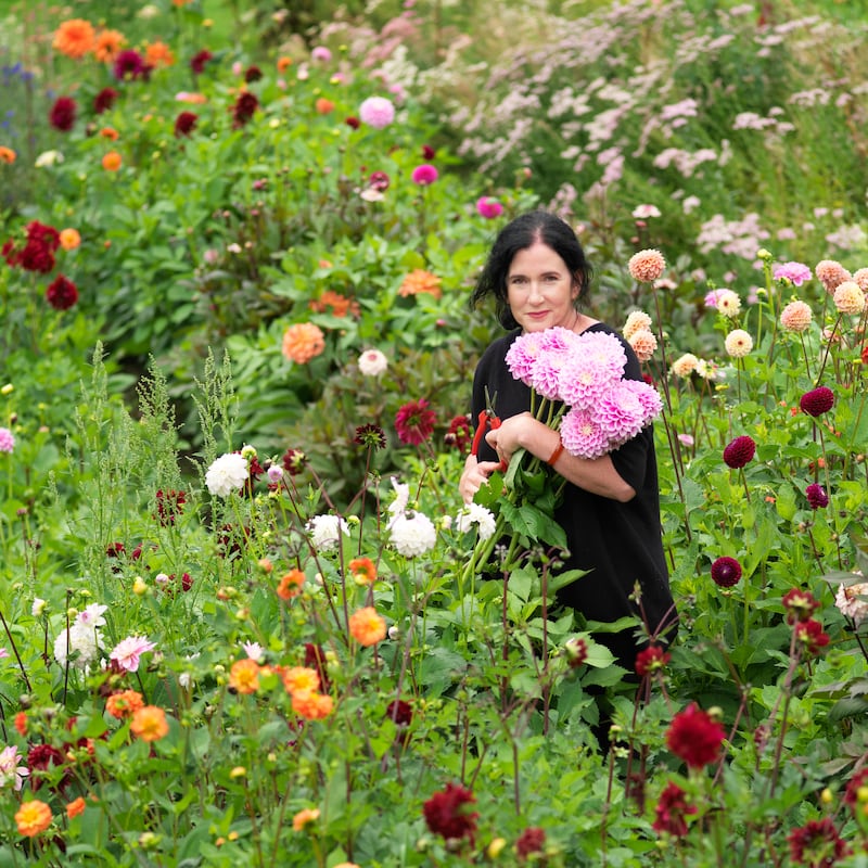Fionnuala Fallon at her flower farm picking dahlias. Photograph: Richard Johnston