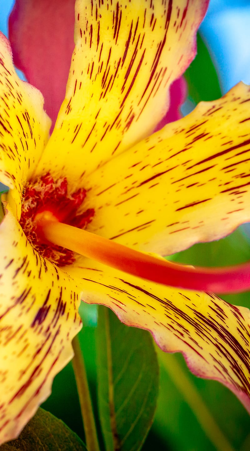 Alstroemeria or Peruvian lily or lily of the Incas