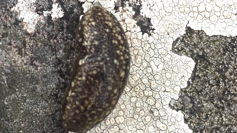 The Kerry slug, found only in Kerry and some areas of west Cork, and also in Spain and Portugal.