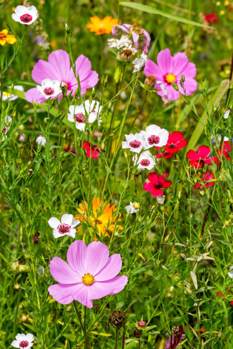 Colourful wild flowers bordering grassland, planted to attract and help bees, butterflies and other pollinators. Photograph: Arterra/UIG via Getty