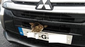 Engine is purring: gardaí spot cat in front grille of moving car