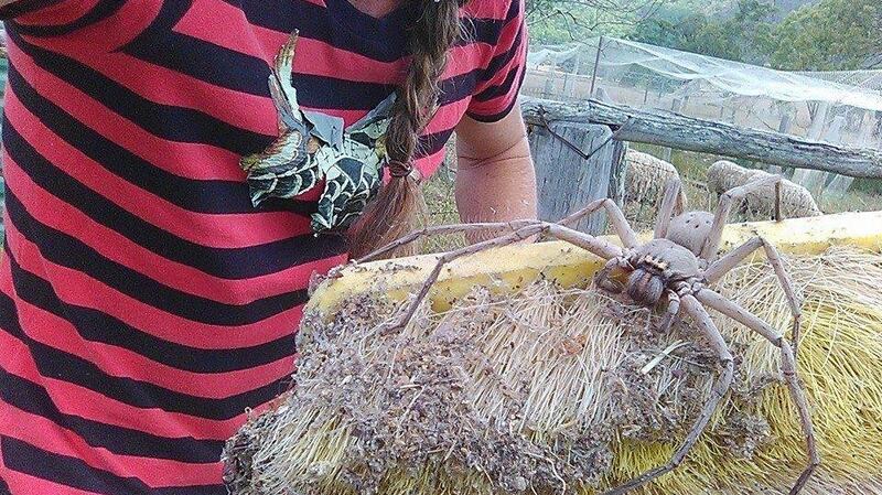 ‘Like most spiders she just wanted to go about her business eating bugs and living in peace,’ the organisation said on Facebook.