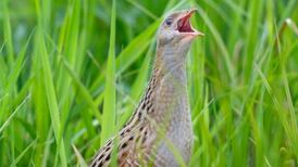 Global loss of plants and animals affecting Ireland