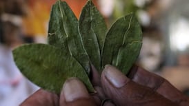 Pope drinks coca tea mix on flight to Bolivia to help sickness