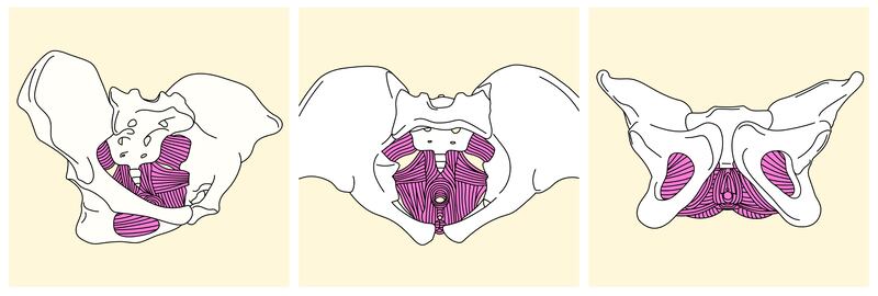 The pelvic floor muscles, as seen from the side, from above and from the front.