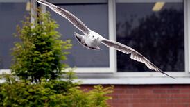 Battle of Balbriggan: Locals in a flap over seagulls