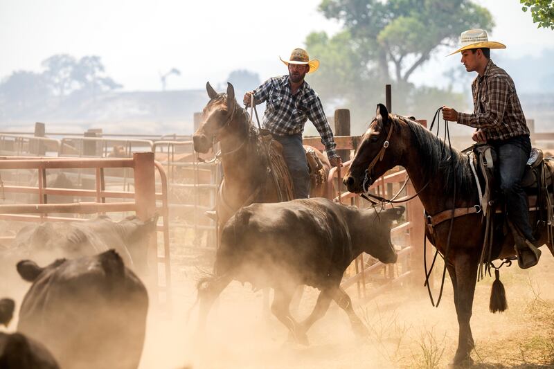 Ranchers work to evacuate cattle as the Gifford Fire burns nearby (Noah Berger/AP)