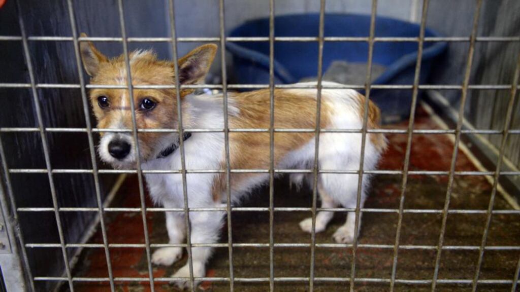 Five stray or unwanted dogs were put down in Irish pounds every day last year. Photograph: Dara Mac Donaill / The Irish Times