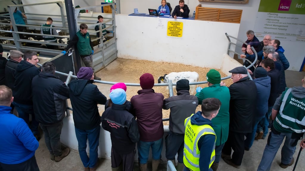 Limited numbers at Saturday’s mart in New Ross as coronavirus crowd-control measures kicked in. Photograph: Patrick Browne