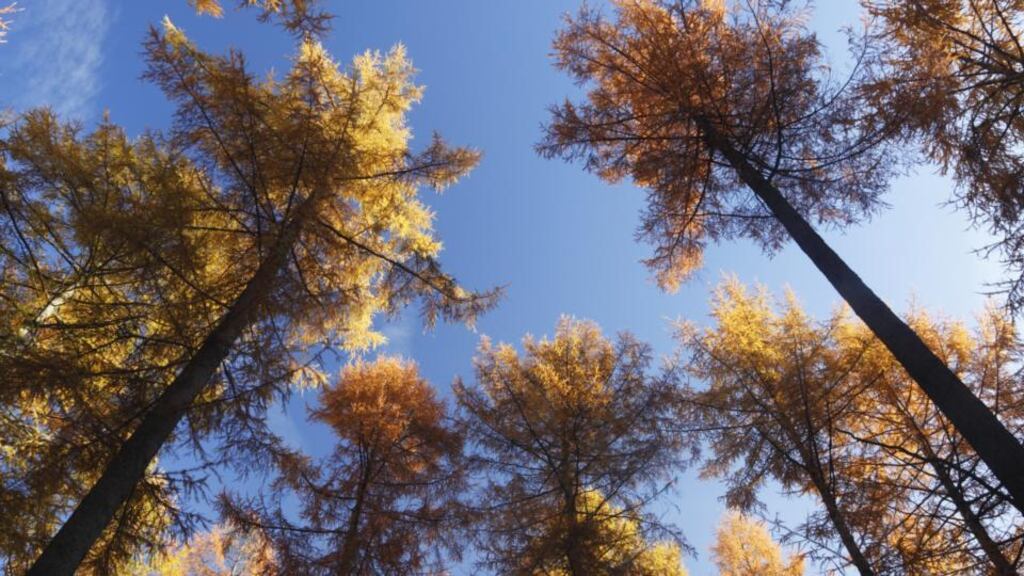 Europe’s largest private owner of forests could be split up. Photograph: Getty Images