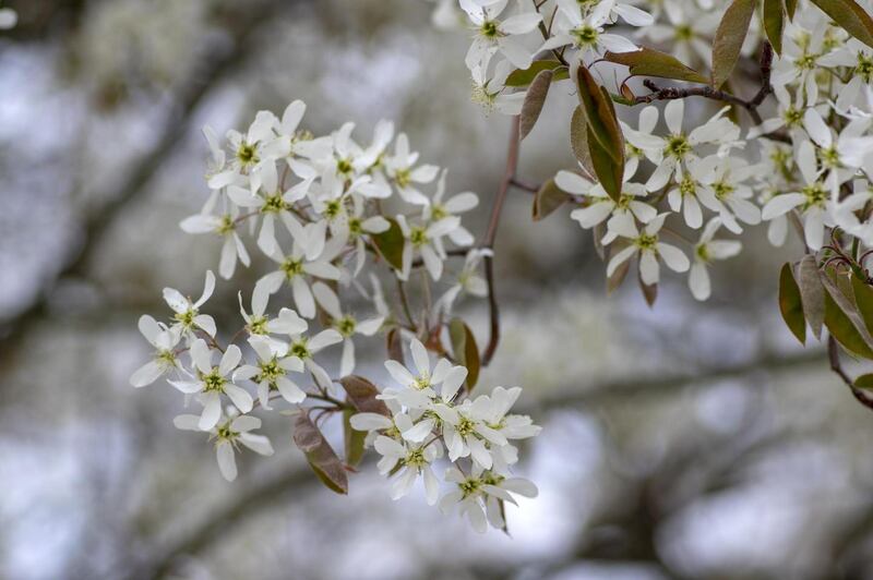 The addition of just one small tree or sculptural shrub, including the snowy mespil (Amelanchier lamarckii), can transform even the tiniest garden. Photograph: Getty Images