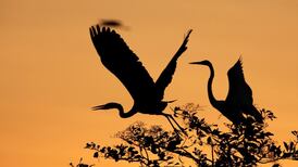 Can we restore Earth’s lost landscapes?