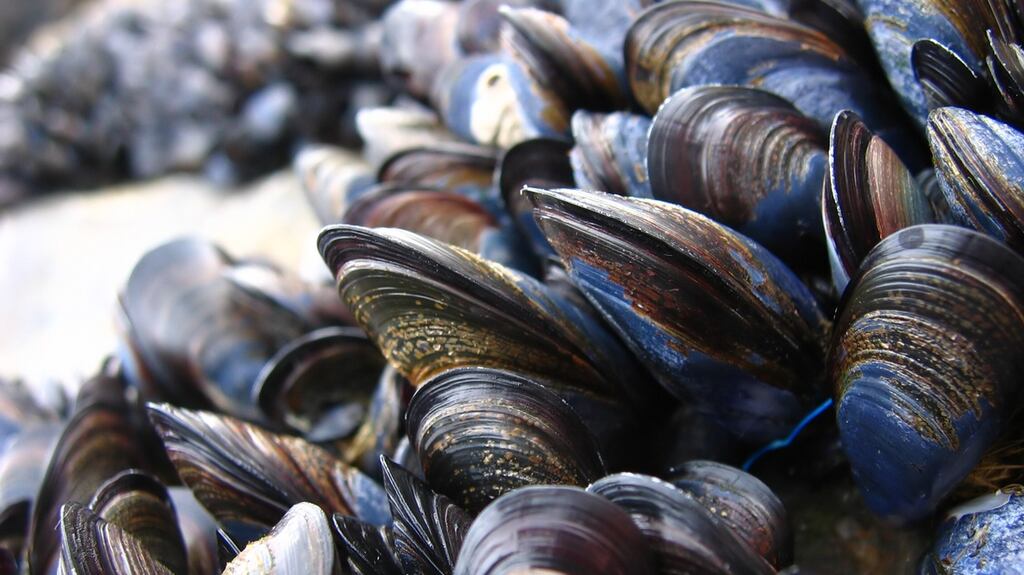 The Government in 2008 temporarily prohibited mussel seed fishing in Castlemaine harbour, meaning the company had no mature mussels to sell in 2010. Photograph: iStock