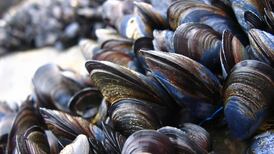 Kerry mussel producer loses Strasbourg court challenge
