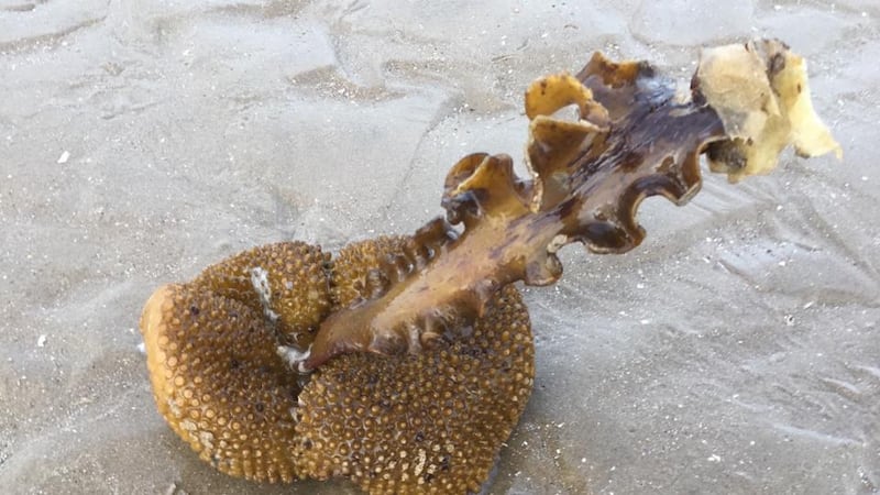 Eyes on nature: the furbelows kelp that Emily O’Byrne saw