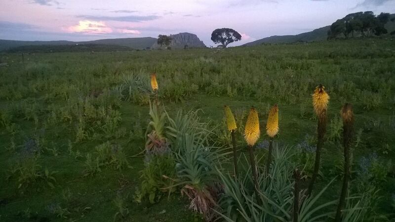 A plateau in the Bale mountains. Photograph: Gary Quinn
