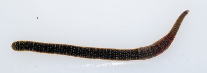 Leeches are very tolerant to pollutants so are a sign that a river catchment area could be in trouble