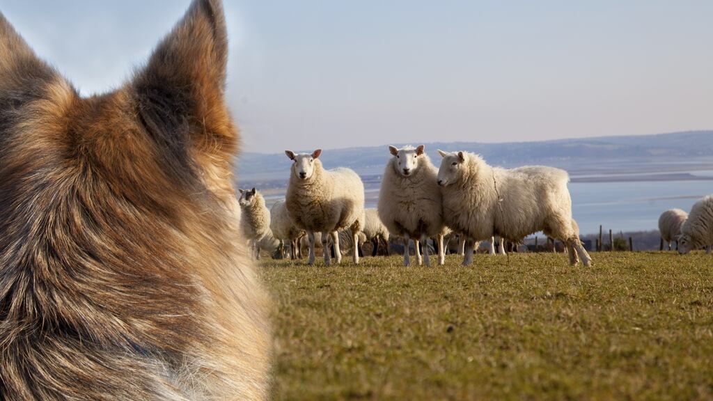 People have been urged not to take dogs with them when hiking or hill walking after a number of recent attacks on sheep in upland areas. Image: iStock.