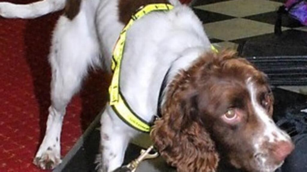 Customs sniffer dog Max. The dog indicated a positive reaction after the man disembarked a flight from Spain yesterday. Photograph: Revenue