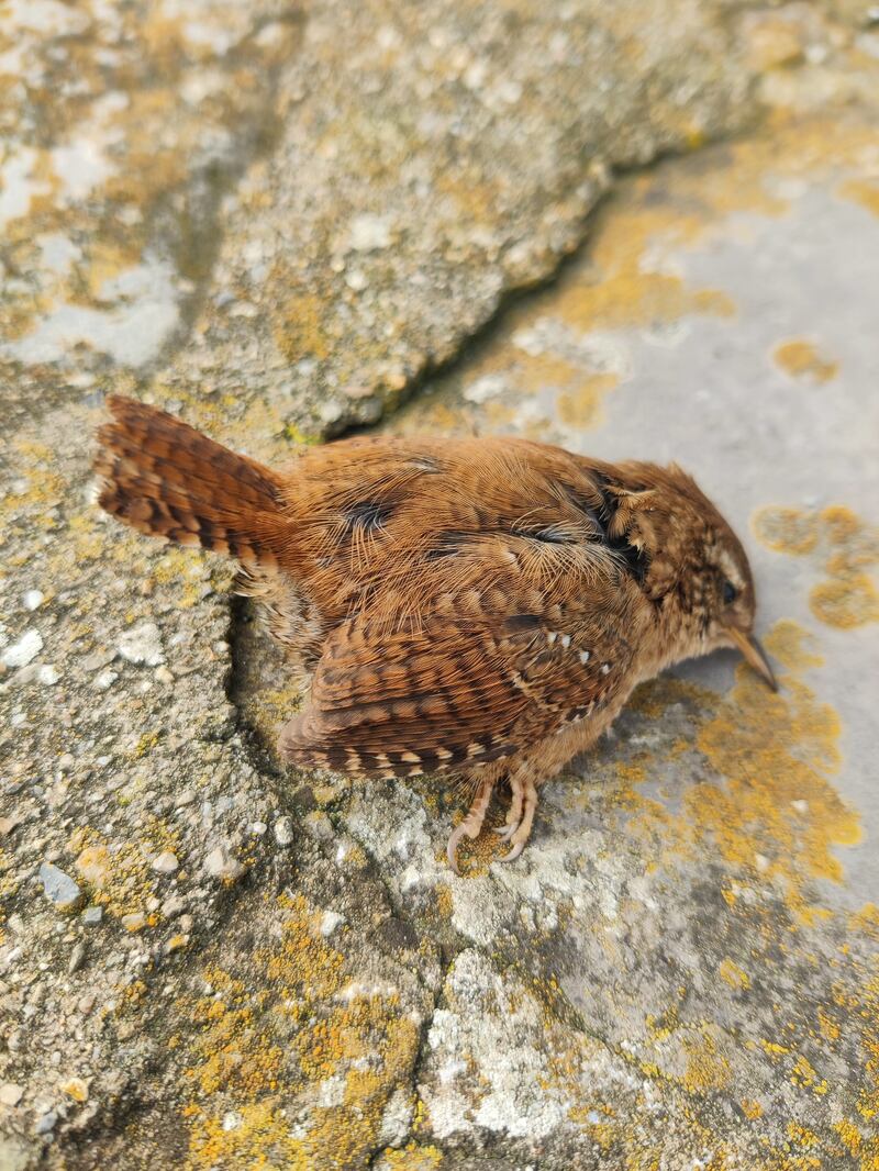 Dreoilín (wren), supplied by Michael Keegan