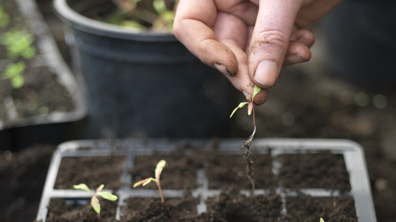 Pricking out seedlings. Photograph: Richard Johnston
