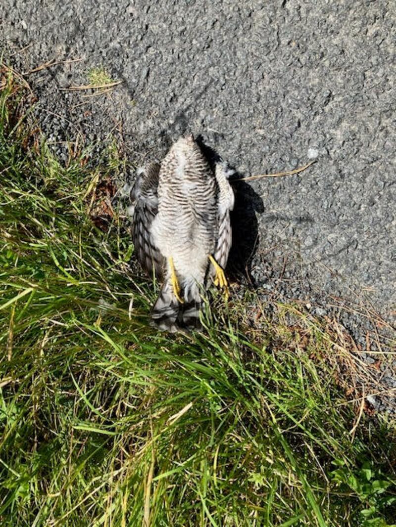 The remains of a female sparrowhawk in Co Donegal. Photograph: Robin and Valerie Morton