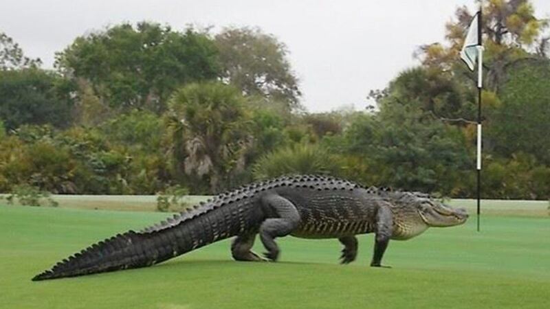 An American alligator walks onto the edge of the putting green on the seventh hole of Myakka Pines Golf Club in Englewood, Florida. Photograph: Reuters
